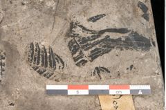 Foto (Detailansicht) von Gleichinites austriacus Ettingshausen (NHMW-GEO-2024-0188-10528)